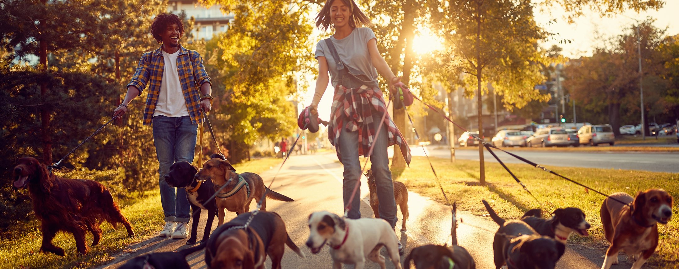 Woman walking with several dogs
